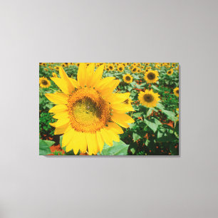 Lienzo Campo de girasoles. Distrito de Heidleberg