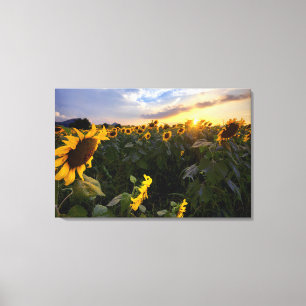 Lienzo Campo de girasoles florecientes