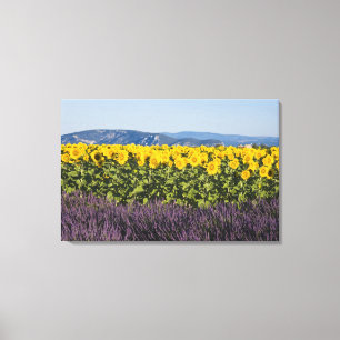 Lienzo Campo de girasoles y flores de lavanda,