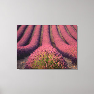 Lienzo Campo de lavanda en Alta Provenza, Francia 2