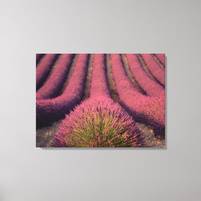 Lienzo Campo de lavanda en Alta Provenza, Francia 2 (Anverso)