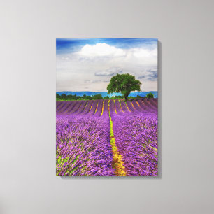 Lienzo Campo de lavanda escénico, Francia