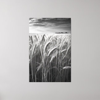 Lienzo Campo de trigo: Encanto rural monocromo