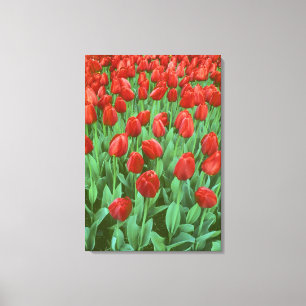 Lienzo Campo de tulipanes florece en primavera.