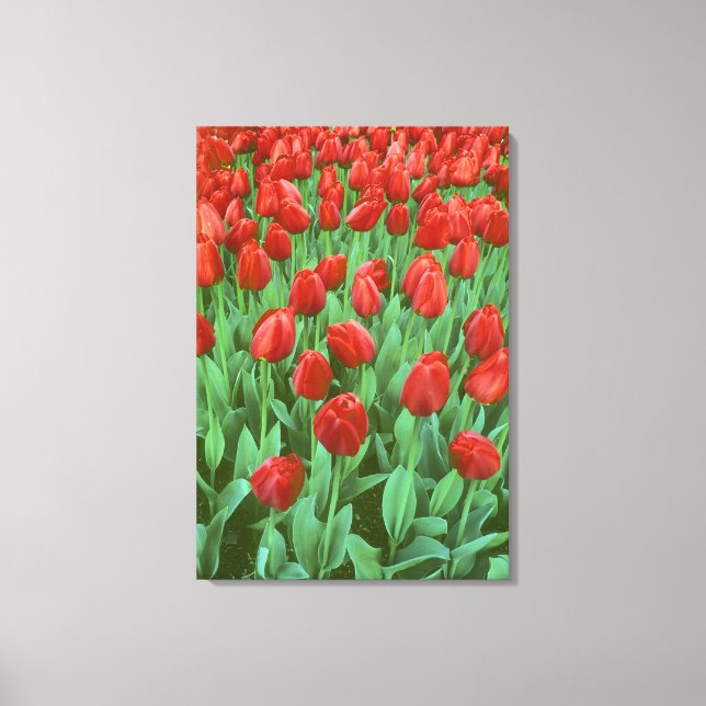 Lienzo Campo de tulipanes florece en primavera. (Anverso)
