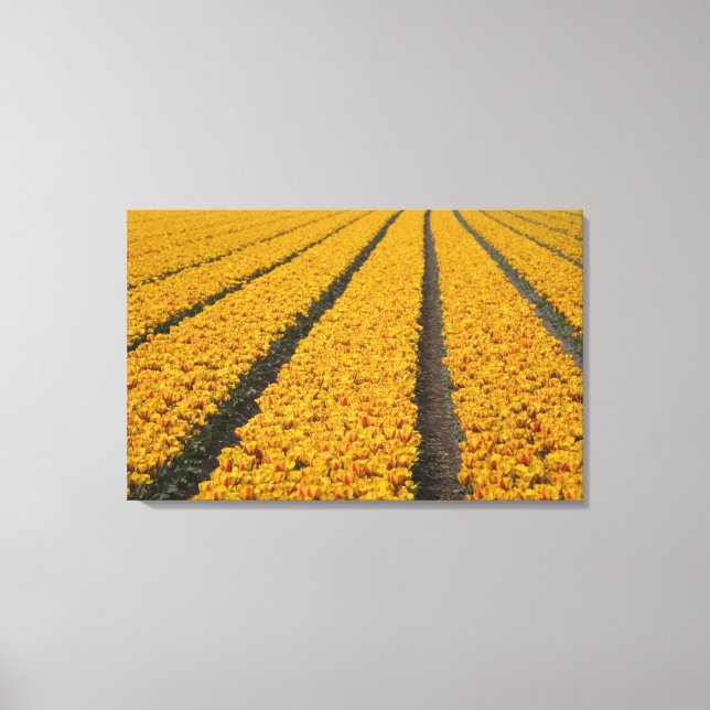 Lienzo Campo de tulipanes, Países Bajos (Anverso)
