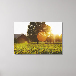 Lienzo Campo del girasol en la puesta del sol con un