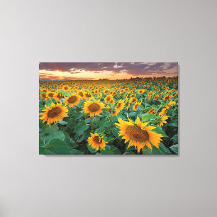 Lienzo Campo del girasol en Longmont, Colorado