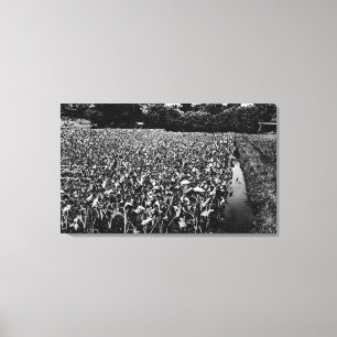 Lienzo Campo hawaiano PhotographHawaii de IslandsTaro