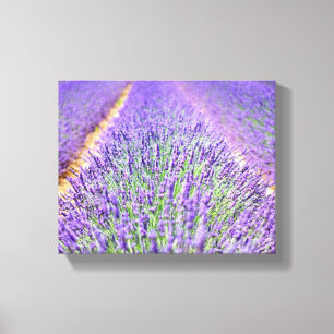 Lienzo Campo Lavender