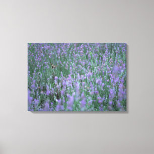 Lienzo Campo Lavender