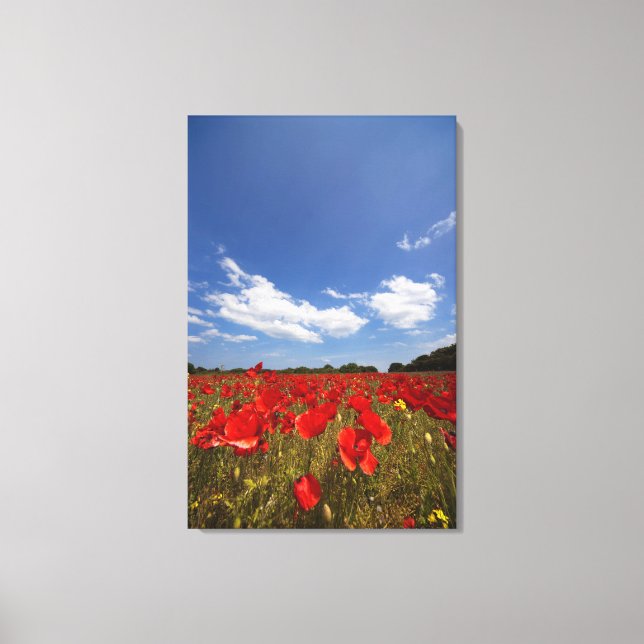 Lienzo Campo lleno de flores rojas (Anverso)