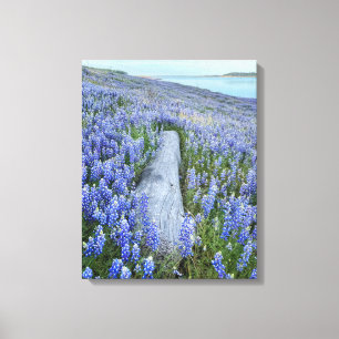Lienzo Campo Lupine