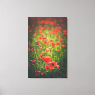 Lienzo Campo Poppies