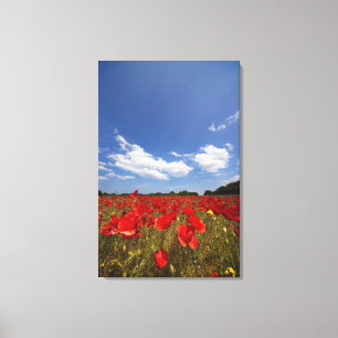 Lienzo Campo por completo de flores rojas