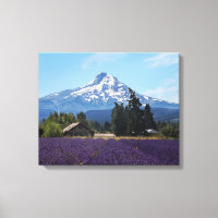 Campos de Lavanda del capó Mt