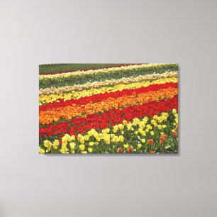 Lienzo Campos de Tulipanes, cerca de Tapanui, West Otago,