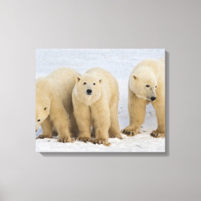 Lienzo Canadá, Bahía de Hudson. Osa polar con dos (Anverso)