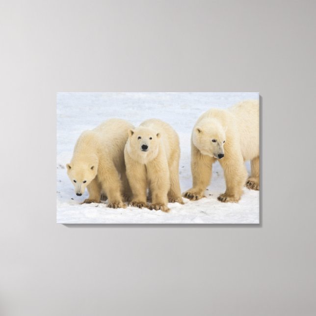 Lienzo Canadá, Bahía de Hudson. Osa polar con dos (Anverso)