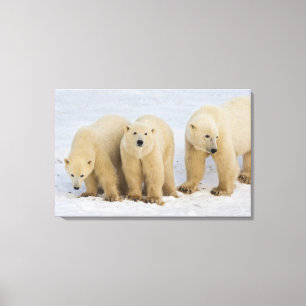 Lienzo Canadá, Bahía de Hudson. Osa polar con dos