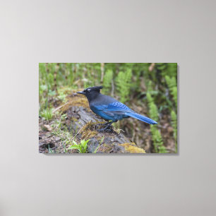 Lienzo Canadá: British Columbia, Yoho NP, Stellar jay,