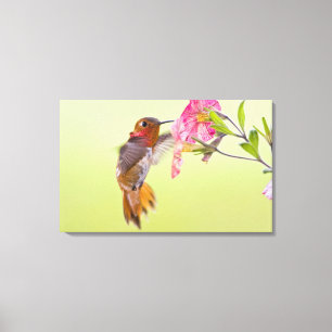 Lienzo Canadá, Columbia Británica, Colibrí Rufo