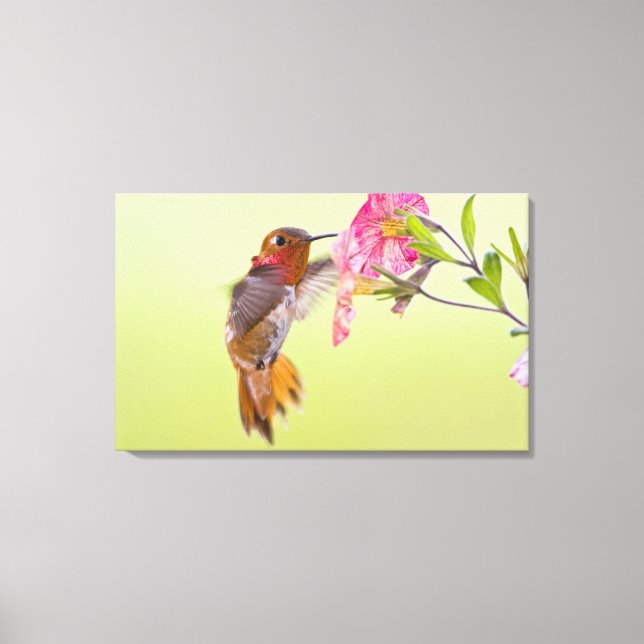 Lienzo Canadá, Columbia Británica, Colibrí Rufo (Anverso)