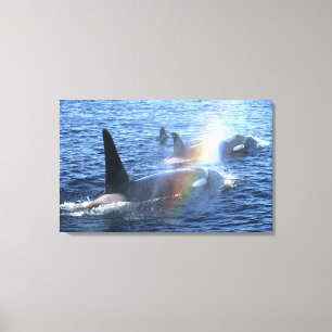 Lienzo Canadá, Columbia Británica, Johnstone Straight