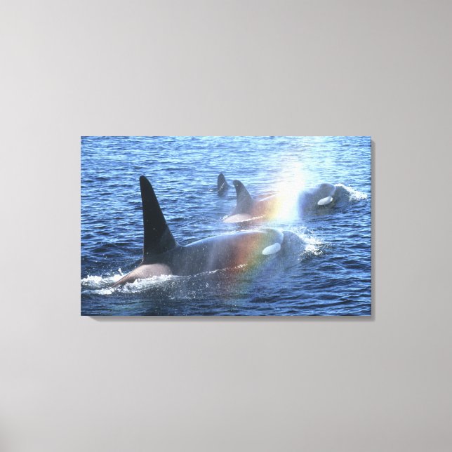 Lienzo Canadá, Columbia Británica, Johnstone Straight (Anverso)