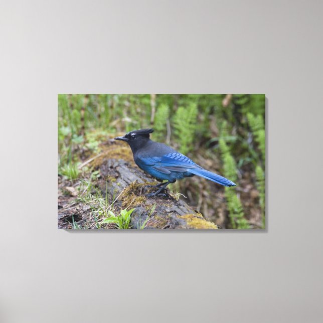 Lienzo Canadá:  Columbia Británica, Parque Nacional Yoho, (Anverso)