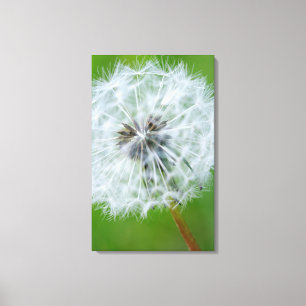 Lienzo Canadá, Columbia Británica, Vancouver Island 4