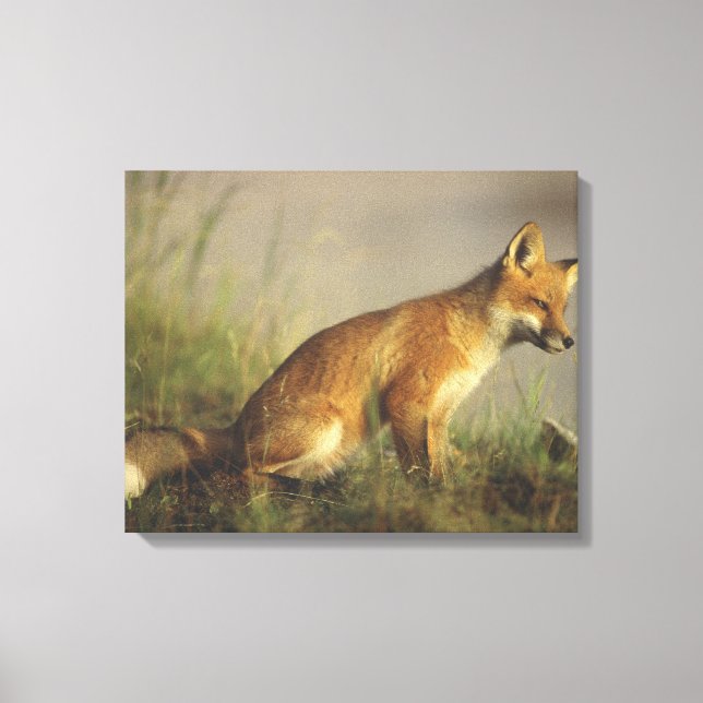Lienzo Canadá, Quebec. Cachorro de zorro rojo al amanecer (Anverso)