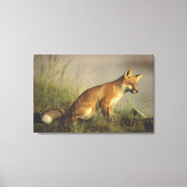 Lienzo Canadá, Quebec. Pato de zorro rojo al amanecer (Anverso)