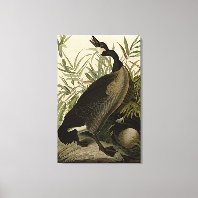 Lienzo Canadá surge de las aves de América de Audubon (Anverso)