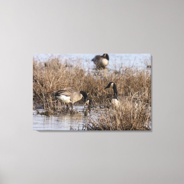 Lienzo Canadiense Geese Snack Time (Anverso)