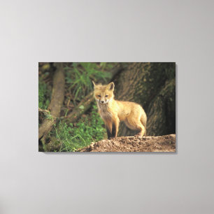 Lienzo Canción de zorro rojo frente al den (Vulpes vulpes
