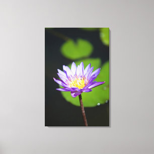 Lienzo Cancún, México