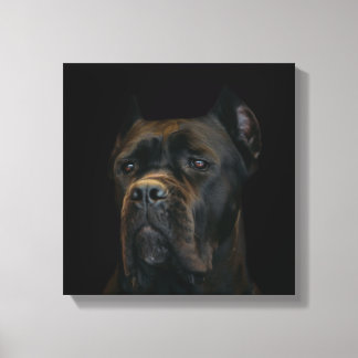 Lienzo Cane Corso - Mastiff Italiana