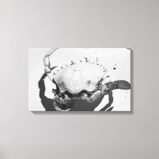 Lienzo Cangrejo marino monocromo negro y blanco (Anverso)
