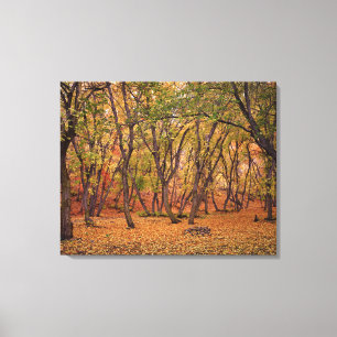 Lienzo Cañón de liquidación