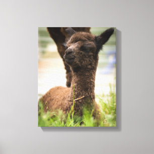 Lienzo Canto Alpaca para bebés