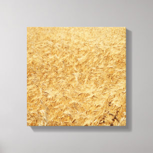 Lienzo Canto de campos de verano de Chipre