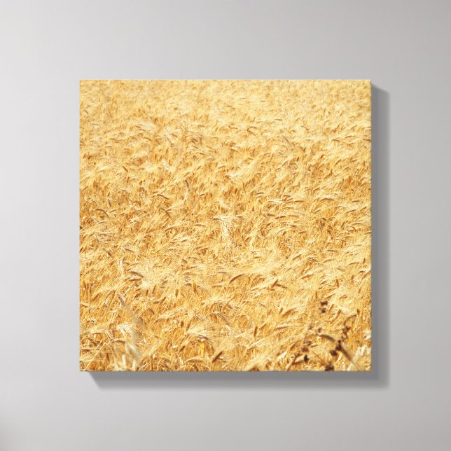 Lienzo Canto de campos de verano de Chipre (Anverso)