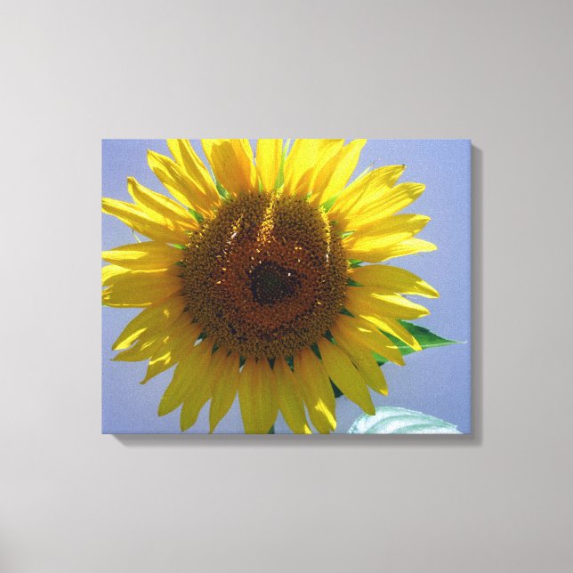 Lienzo Canto de girasol (Anverso)