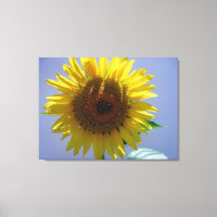 Canto de girasol
