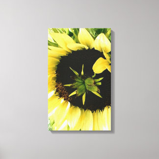Lienzo Canto de imágenes girasol