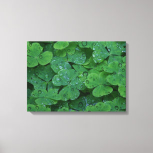 Lienzo Canto de pared de trenzas irlandés verde