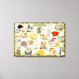 Lienzo Canvas 30x20 hongos