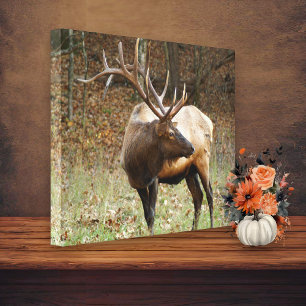 Lienzo Canvas de alce de montaña humeante