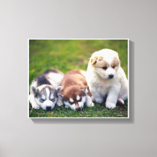 Lienzo Canvas de cachorros de Pomsky